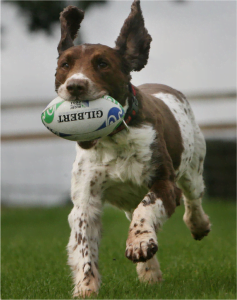 chien rugby - fondationuncoeur