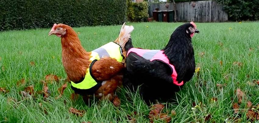 poules 2015 2016 - Discipline