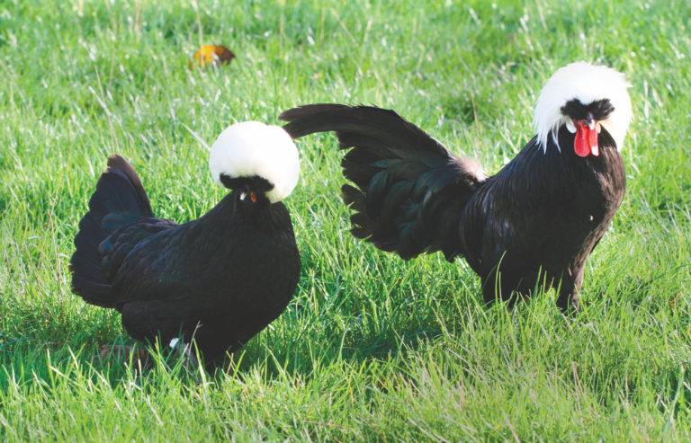 poule pondeuse coq reproducteur race hollandaise noire huppe blanche ornement xxl - engagements