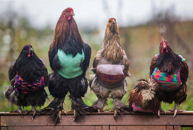 poules (2)