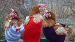 poules (4)