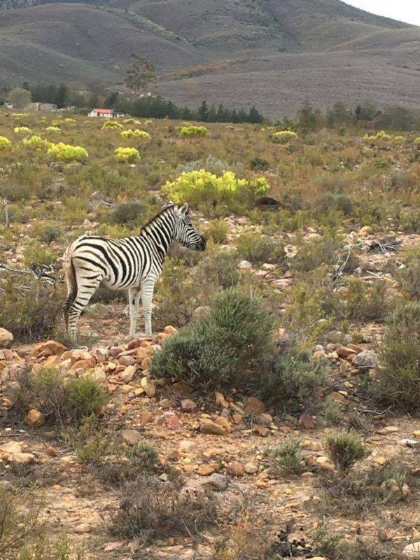 Saint girons 2017 afrique du sud (19)