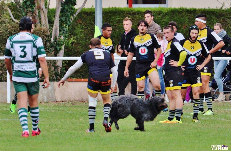 insolite chien