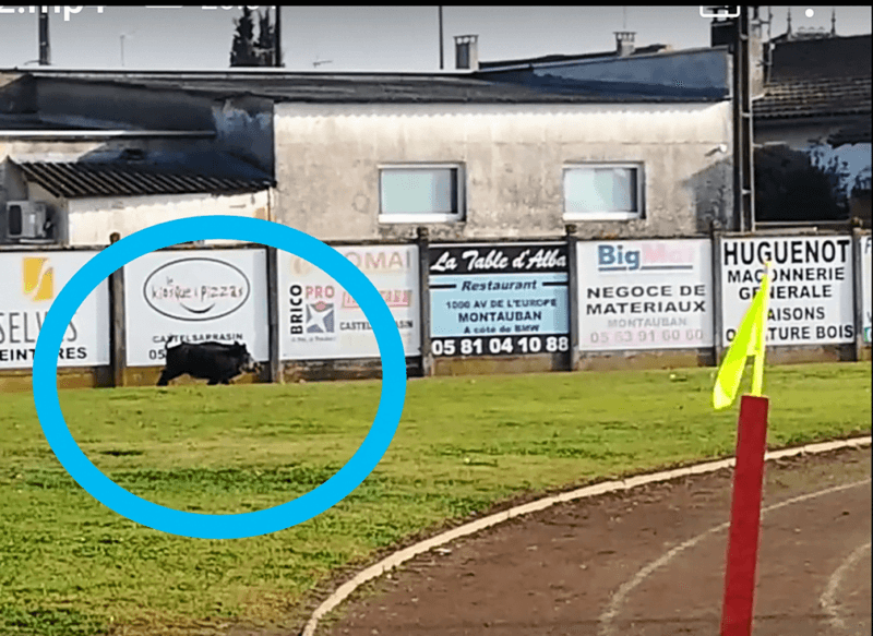 un sanglier à castelsarrasin