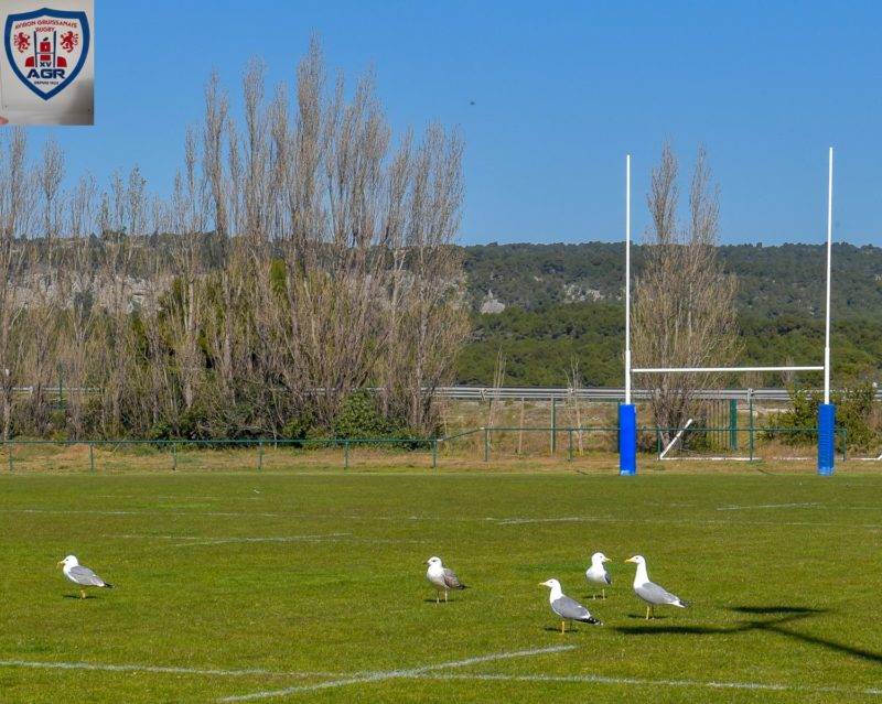 LES GOELANDS POURRONT INVESTIR LE STADE DE MATEILLE de gruissan