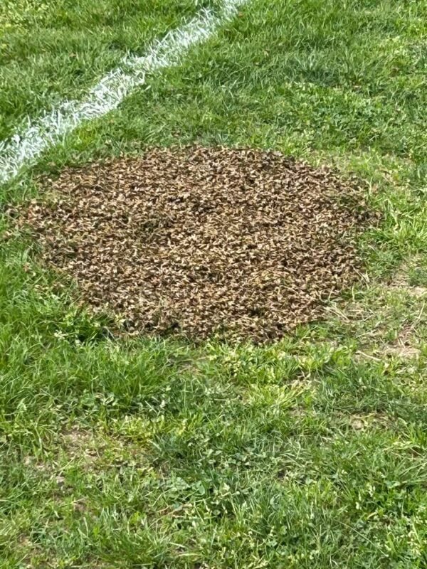 Insolite : ruche hour et essaim refusé en plein match