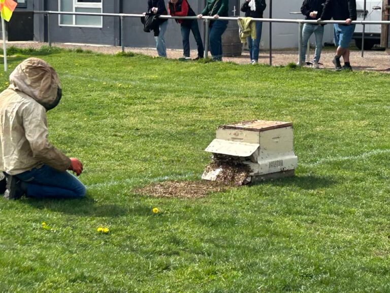 abeilles lapalisse 2 - occitanie,terrains,régionale 1,régionale 2,régionale 3,finales