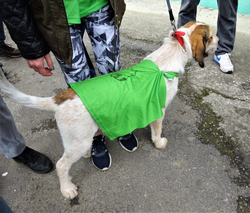 chiens hot dog 4 - TOPLESS, journée mondiale, PHOTOS, à poil, laisse