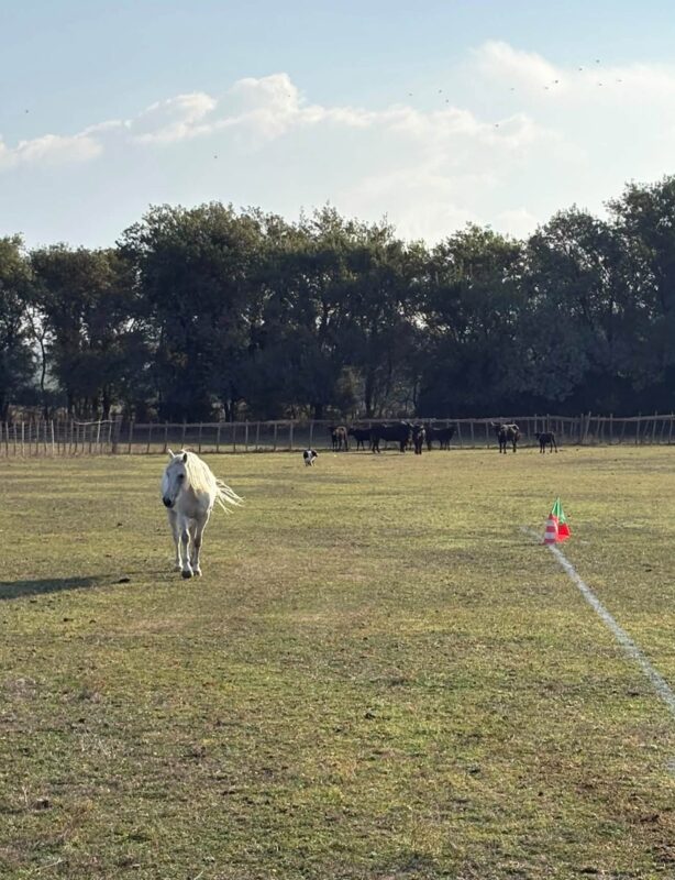Esprit Rugby : le Crunch le plus insolite de l'histoire dans un pré camarguais... Récit d’un week-end hors-norme