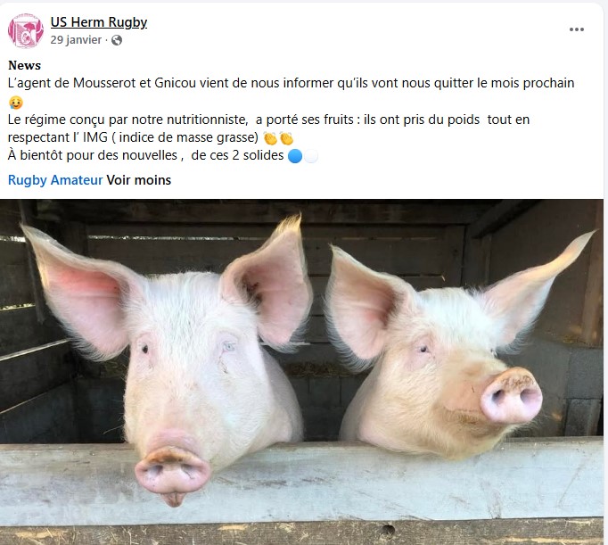 Carnets de croûte : Herm, le retour du cochon pour une tradition bien ficelée
